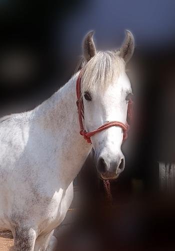 Nila, a country breed horse at Shri Surya Horse Riding Training Centre